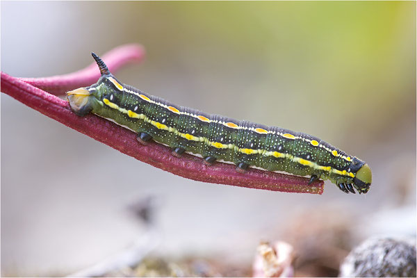 Labkrautschwärmer (Hyles gallii)