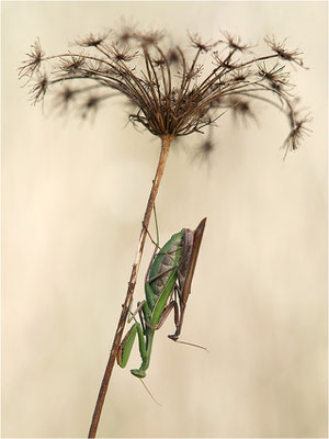 Europäische Gottesanbeterin (Mantis religiosa), Paarung, Deutschland, Baden-Württemberg