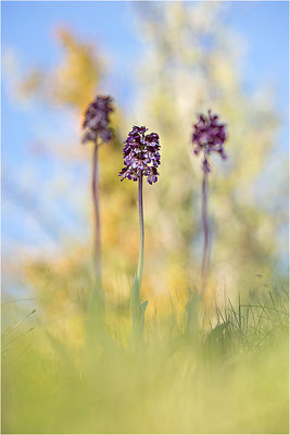 Purpur-Knabenkraut (Orchis purpurea), Frankreich, Drôme