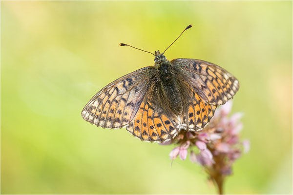 Ähnlicher Perlmuttfalter (Boloria napaea), Weibchen, Italien, Region Aostatal, 2000m