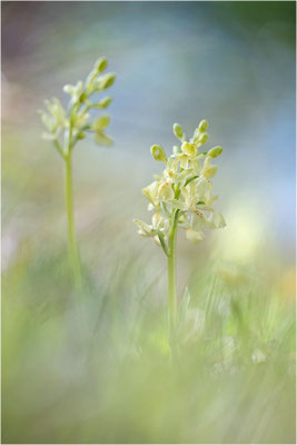 Provence-Knabenkraut (Orchis provincialis), Frankreich, Isere