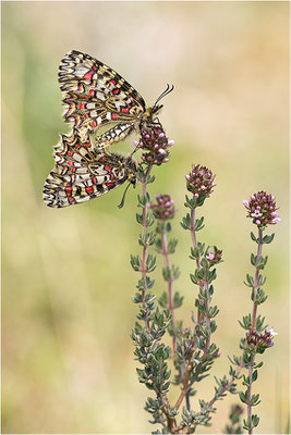 Spanischer Osterluzeifalter (Zerynthia rumina), Paarung, Frankreich, Ardèche