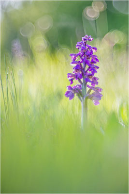 Kleine Hundswurz (Anacamptis morio morio), Baden-Württemberg, Deutschland