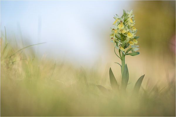 Holunder-Fingerwurz (Dactylorhiza sambucina), Frankreich, Dep. Aveyron