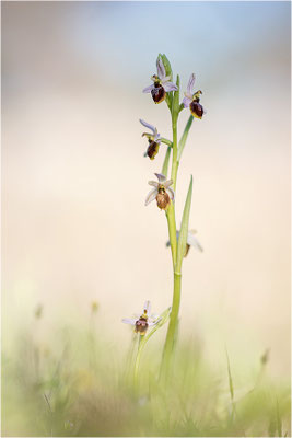 Ophrys splendida, Var