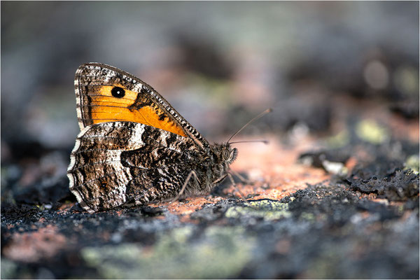 Rostbinde (Hipparchia semele), Aland, Finnland