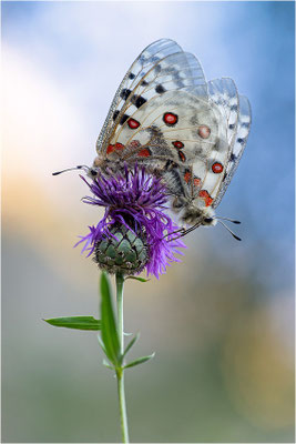 Roter Apollo (Parnassius apollo leovigildus), Frankreich, Dep. Alpes-de-Haute-Provence