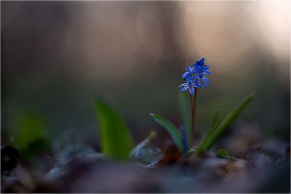 Zweiblättriger Blaustern (Scilla bifolia), Deutschland, Baden-Württemberg