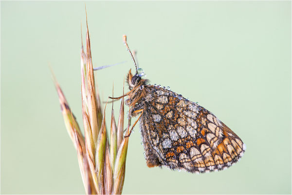 Östlicher Scheckenfalter (Melitaea britomartis), Deutschland, Bayern