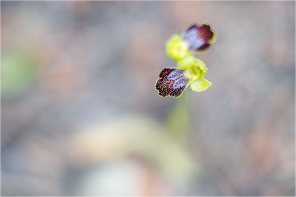 Ophrys bilunulata