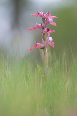 Verkannter Zungenstendel (Serapias neglecta), Frankreich, Var