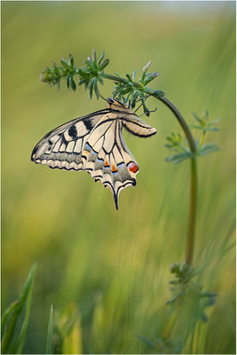 Schwalbenschwanz (Papilio machaon), Deutschland, Baden-Württemberg