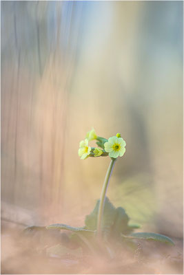 Hohe Schlüsselblume (Primula elatior), Deutschland, Baden-Württemberg