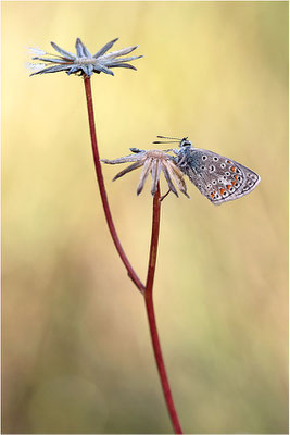 Kleiner Esparsetten-Bläuling (Polyommatus thersites), Männchen, Frankreich, Ardèche