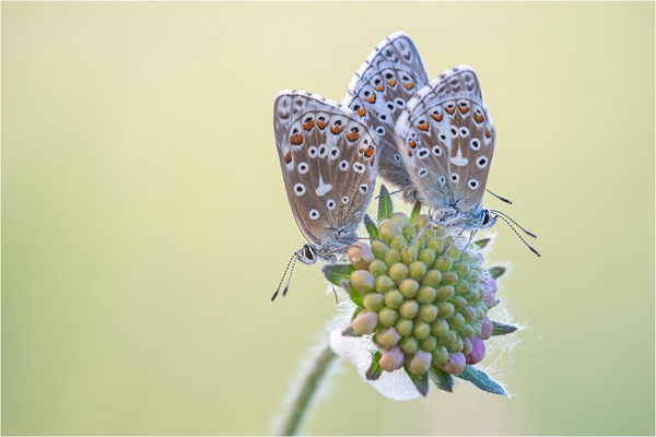 Himmelblauer Bläuling (Polyommatus bellargus), Deutschland, Baden-Württemberg