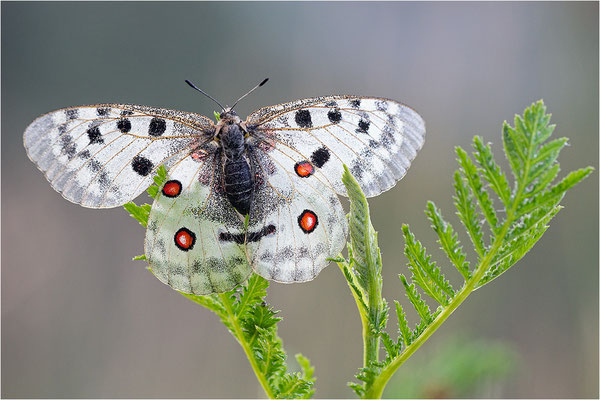 Roter Apollo (Parnassius apollo thiemo), Deutschland, Baden-Württemberg
