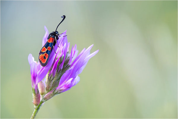 Zygaena hilaris, Frankreich, Savoye