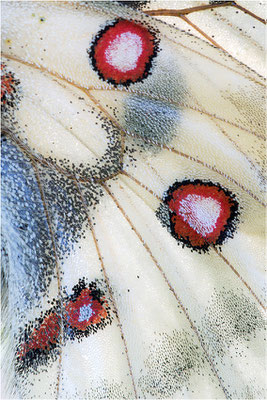caloriferus
