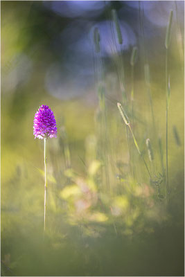 Pyramiden-Hundswurz (Anacamptis pyramidalis), Piemont, Italien