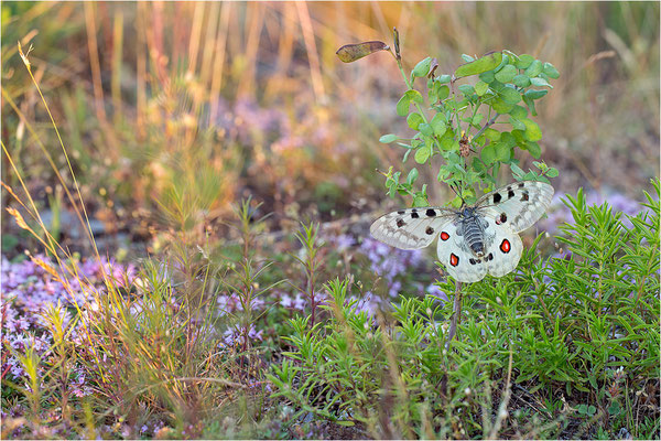 Roter Apollo (Parnassius apollo venaissimus), Frankreich, Dep. Vaucluse