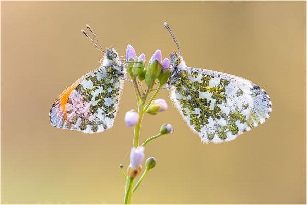 Aurorafalter (Anthocharis cardamines), Paar, Deutschland, Baden-Württemberg