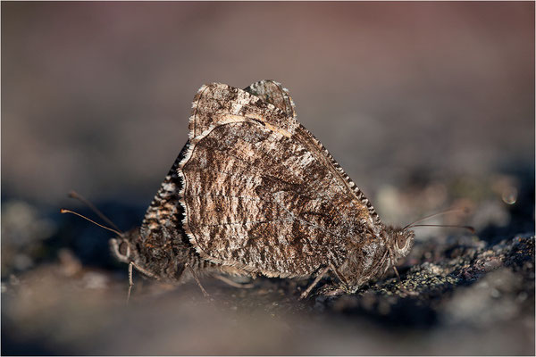 Rostbinde (Hipparchia semele), Paarung, Schweden, Värmland