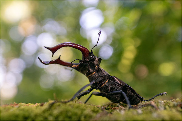 Hirschkäfer (Lucanus cervus), Baden-Württemberg, Deutschland