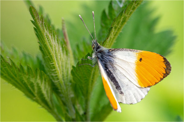 Aurorafalter (Anthocharis cardamines), Männchen, Deutschland, Baden-Württemberg