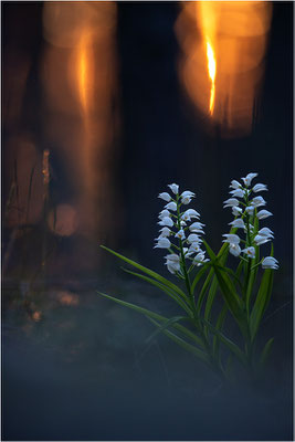 Schwertblättriges Waldvöglein (Cephalanthera longifolia), Schweden,  Farö