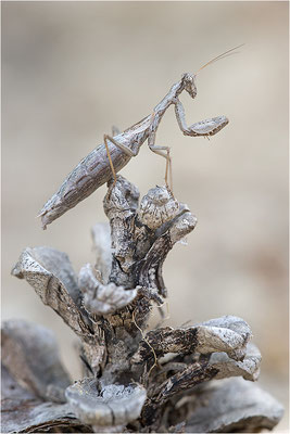 Graue Fangschrecke (Ameles decolor), Weibchen, Frankreich, Drôme