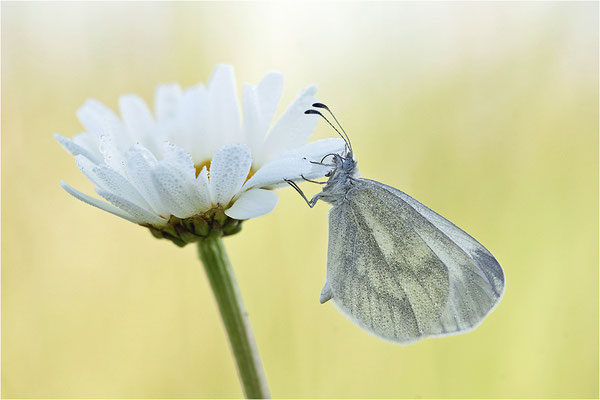 Tintenfleck-Weißling (Leptidea sinapis bzw. juvernica), Männchen, Deutschland, Baden-Württemberg