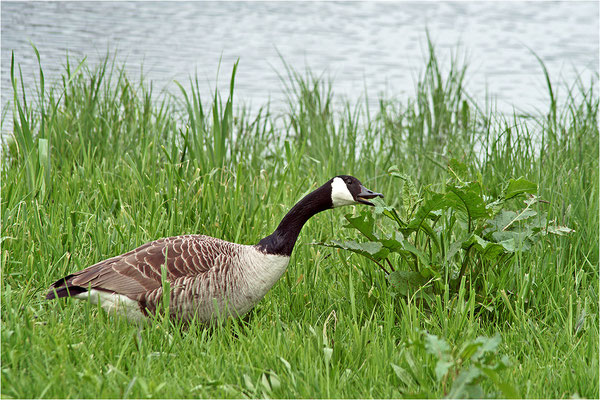 Kanadagans (Branta canadensis), Deutschland, Baden-Württemberg