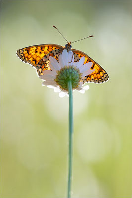 Flockenblumen-Scheckenfalter (Melitaea phoebe), Frankreich, Ardèche