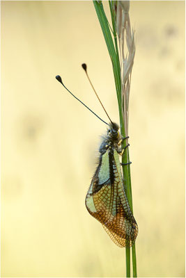 Libellen-Schmetterlingshaft (Libelloides coccajus), Schweiz, Wallis