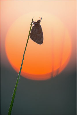 Kleines Wiesenvögelchen (Coenonympha pamphilus), Deutschland, Baden-Württemberg