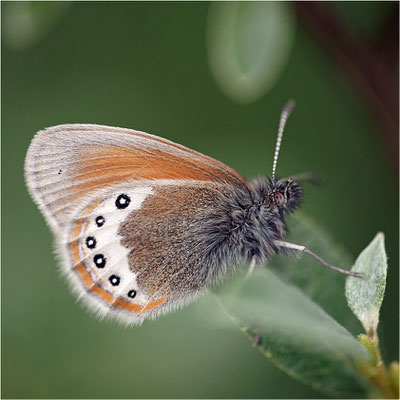 Alpen-Wiesenvögelchen (Coenonympha gardetta), Schweiz, Kanton Bern