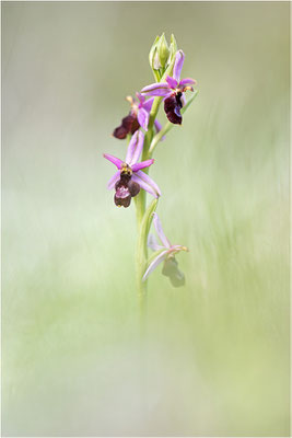 Drôme-Ragwurz (Ophrys drumana), Frankreich, Dep. Drôme