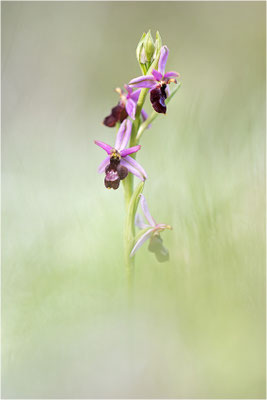 Drôme-Ragwurz (Ophrys drumana), Frankreich, Dep. Drôme