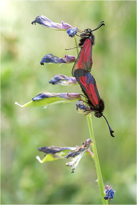 Thymian-Widderchen (Zygaena purpuralis), Paarung, Italien, Region Aostatal, 1400m