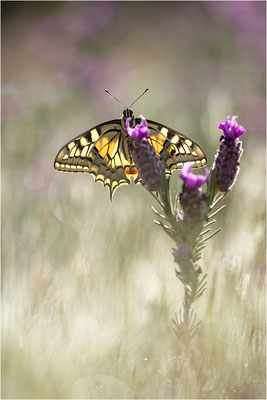 Schwalbenschwanz (Papilio machaon), Frankreich, Dep. Var