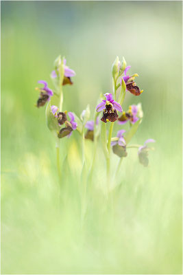 Hummel-Ragwurz (Ophrys fuciflora), Südlicher Oberrhein, Baden-Württemberg