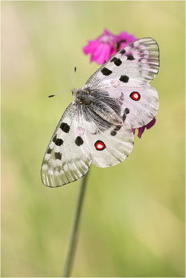 Roter Apollo (Parnassius apollo pedemontanus), Italien, Region Aostatal