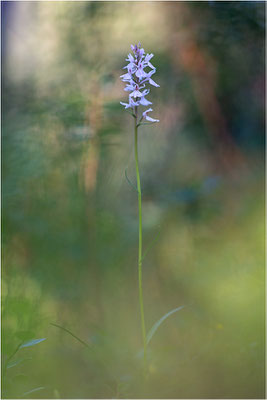 Torfmoos-Fingerwurz (Dactylorhiza sphagnicola), Schweden, Gävleborgs Iän
