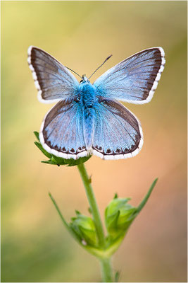 Silbergrüner Bläuling (Polyommatus coridon), Männchen, Frankreich, Savoie, 1700m