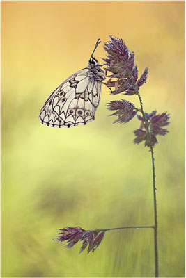 Schachbrettfalter (Melanargia galathea), Männchen mit asymmetrischen Flügeln, Deutschland, Baden-Württemberg