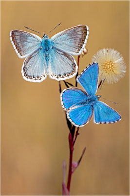 Spanischer Bläuling (Polyommatus hispana) und Himmelblauer Bläuling (Polyommatus bellargus), Männchen, Spanien, Pyrenäen, Prov. Lleida