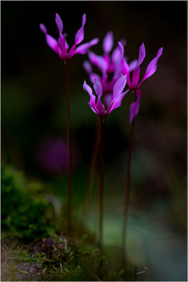 Geschweiftblättriges Alpenveilchen (Cyclamen repandum), Korsika, Frankreich