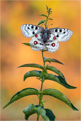 Roter Apollo (Parnassius apollo linnei), Schweden, Gotland