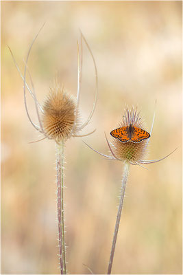 Roter Scheckenfalter (Melitaea didyma), Männchen, Frankreich, Drôme