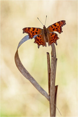C-Falter (Polygonia c-album), Deutschland, Baden-Württemberg
